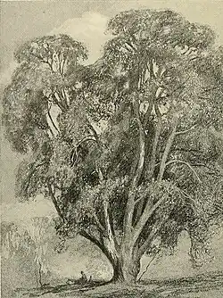 Chêne vert, illustration pour British trees (1907).