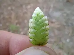 Grande Brize : épillet.