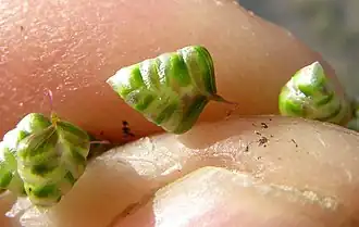 Petite Brize : épillets verts.