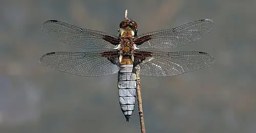 Libellule déprimée mâle de dos, dans l'Oxfordshire. Juin 2021.