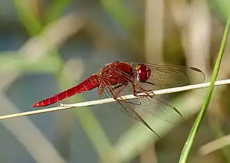 Mâle de Crocothémis écarlate.