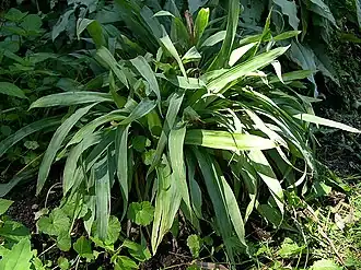 Description de l'image Broadleaf Sedge, Broad-leaved Wood Sedge (Carex platyphylla) in shade bed at the Morton Arboretum (4774139037).jpg.