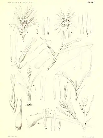 Description de l'image Bromeliaceae andreanae - description et histoire des broméliacées récoltées dans la Colombie, l'Ecuador et le Venezuela (1889) (19796557054).jpg.