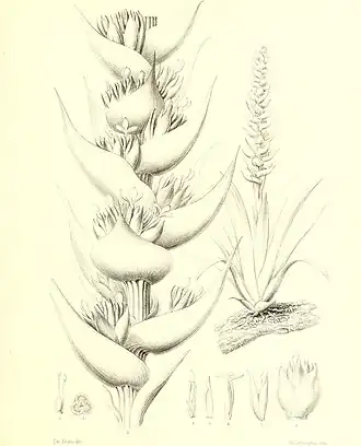 Description de l'image Bromeliaceae andreanae - description et histoire des broméliacées récoltées dans la Colombie, l'Ecuador et le Venezuela (1889) (20231187790).jpg.