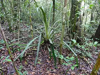 Description de l'image Bromeliad (Disteganthus gracieae) (39586155641).jpg.