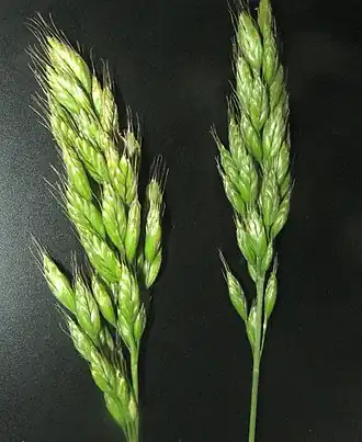 Description de l'image Bromus grossus flower (01).jpg.