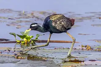 Jacana bronzé, (Metopidius indicus) (Jacanidae)