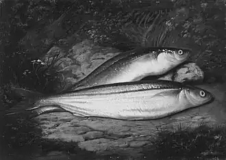 Atherinopsis californiensis.