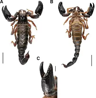 Description de cette image, également commentée ci-après