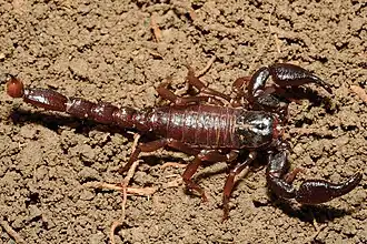 Description de l'image Brotheas gervaisii (10.3897-zookeys.764.25108) Figure 23.jpg.