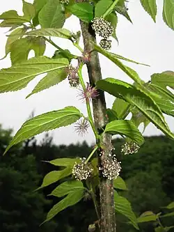 Inflorescences ♀ ♂ globuleuses.