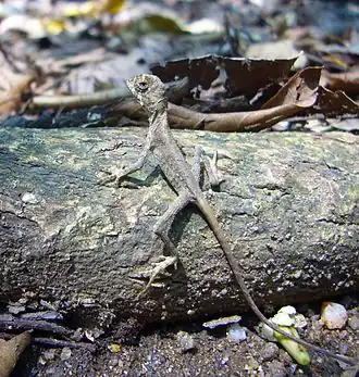 Description de l'image Brown-patched_Kangaroo_lizard.jpg.