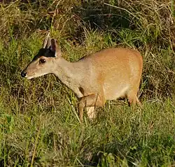 Daguet gris (Mazama gouazoupira)