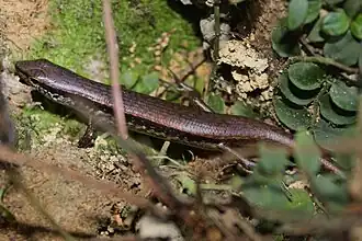 Description de l'image Brown Forest Skink (Sphenomorphus incognitus) 股鱗蜓蜥3.jpg.