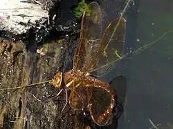 Ponte d'Aeshna grandis