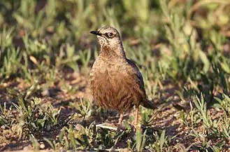 photo de Cincloramphus cruralis