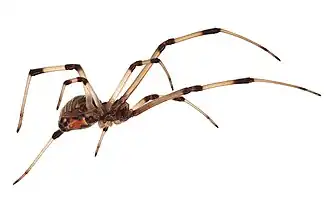 Description de l'image Brown widow spider Latrodectus geometricus low oblique view.jpg.