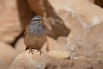 Description de l'image Bruant du Sahara (South of Tunisia).jpg.