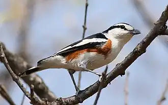 Description de cette image, également commentée ci-après