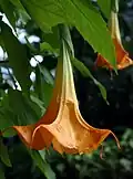 Brugmansia hybride.