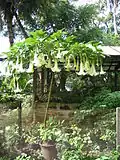 Exemple de Brugmansia présent sur l'île.