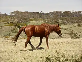 Brumby alezan dans le Parc national du Kosciuszko