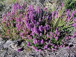 Bruyère cendrée, route de la Haute-Chaume, parcelle 130, zone en cours de restauration.