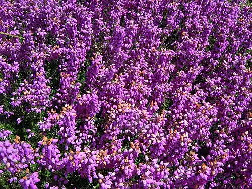 En massif dans les landes en Bretagne.