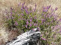Bruyère en fleur sur schiste (lande de Forgeneuve).