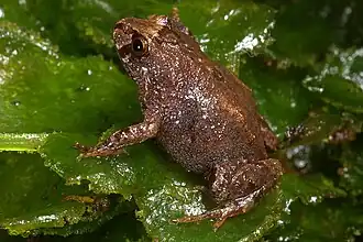 Description de l'image Bryophryne nubilosus16.jpg.