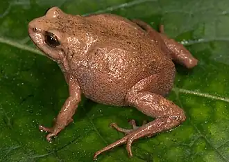 Description de l'image Bryophryne zonalis19.jpeg.