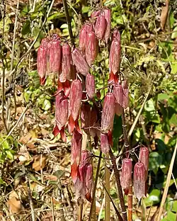 Kalanchoé penné (plante médicinale et ornementale)