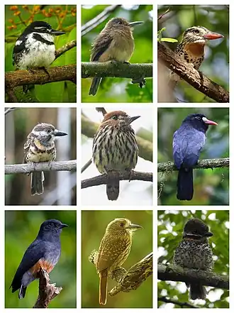 Description de l'image Bucconidae Diversity.jpg.