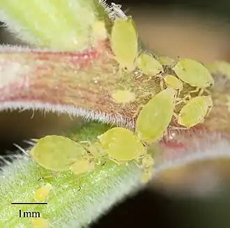 Description de l'image Buckthorn Aphid iNaturalist.jpg.