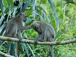 Couple s'épouillant dans la nature (Sumatra, Indonésie).