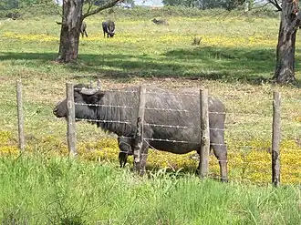 Buffles domestiques Bubalus bubalis bubalis en Italie du Sud.