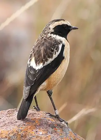 Description de cette image, également commentée ci-après