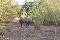 Buffle solitaire au Parc national de Zakouma
