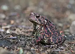 Le crapaud d'Amérique.