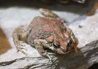 Description de l'image Bufo brongersmai - Wüstenhaus.jpg.