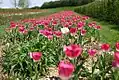 Champ de tulipes (mai 2005)