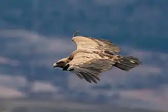 Un vautour fauve autour du mont Moncayo, Espagne.