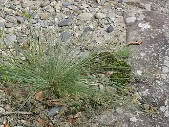 Description de l'image Bulbostylis densa itohanabitntk01.jpg.