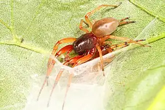 Description de l'image Bull-headed Sac Spider - Trachelas tranquillus, Leesylvania State Park, Woodbridge, Virginia.jpg.