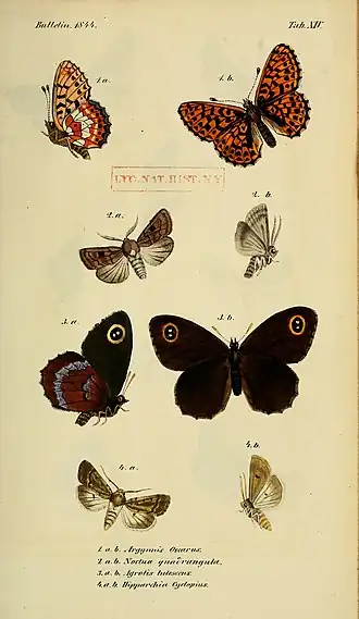 Description de l'image BulletinSociétéImpérialeNaturalistesMoscou1829TabXIV.jpg.