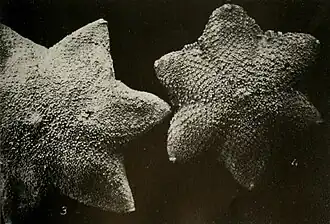 Pteraster obscurus