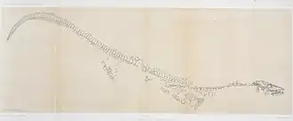 Gravure d'un squelette d'un reptile marin préhistorique au corps en forme de serpent.