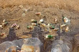 Groupe de B. digitalis mangeant le cadavre d'une méduse.