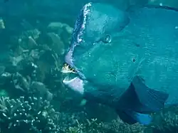 Tête de Bolbometopon muricatum.