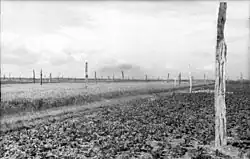Photo en noir et blanc d'un grand nombre de poteaux en bois dans un champ.